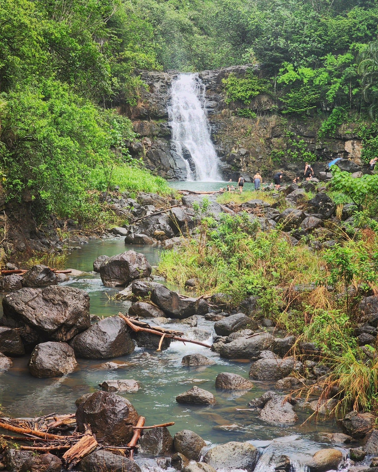 Waimea Falls view